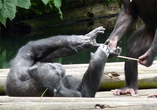 Von Schimpansen lernen heißt siegen lernen