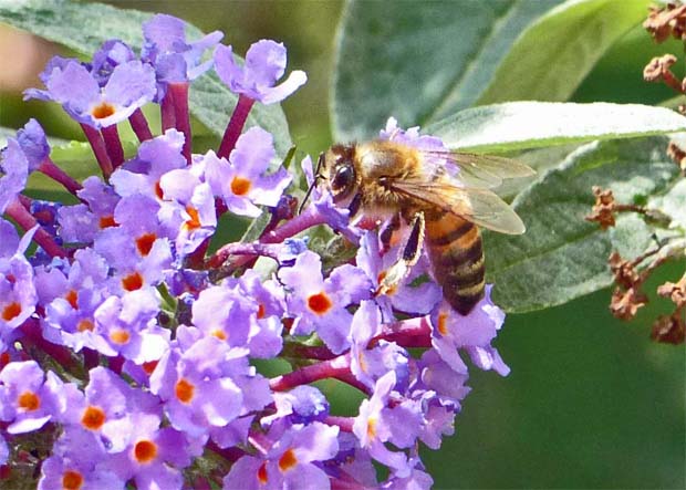 Die Biene sucht nur Blüten, die Nektar enthalten 