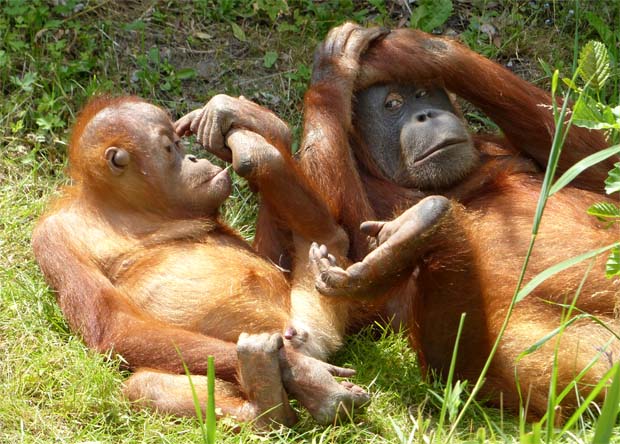 Wahrnehmung und Kommunikation: für Menschen wie für Affen wichtig 