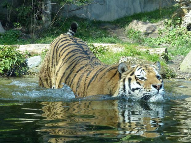 Tiger lieben ein Bad - und manche Frauen verführen  gerne Männer.