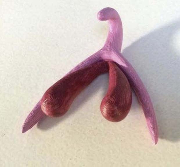 Drei-D-Modell einer Klitoris